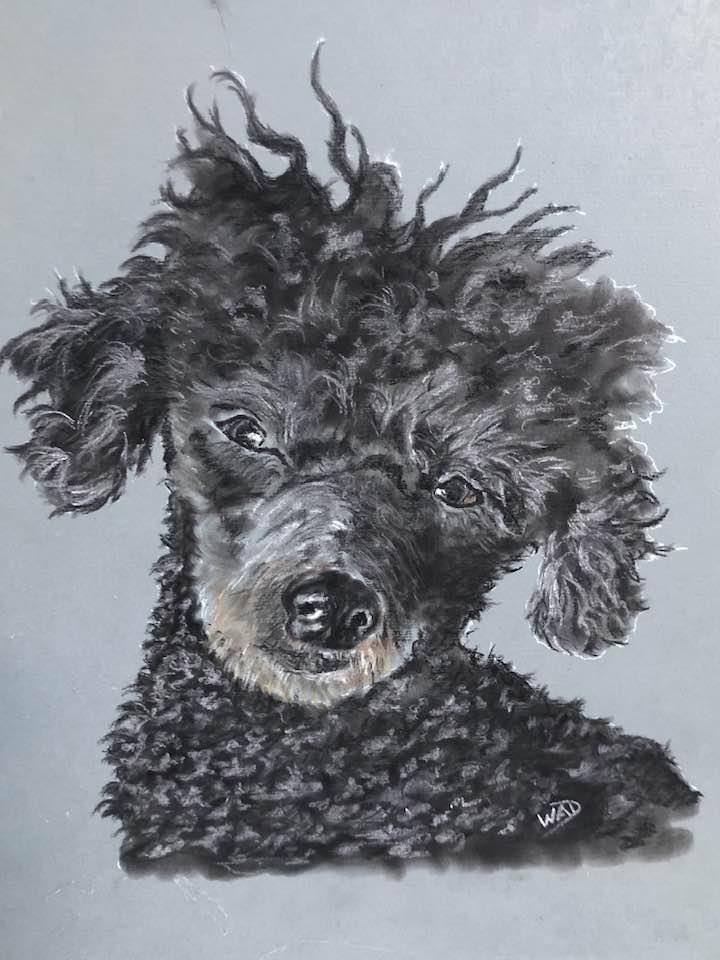 Poodle