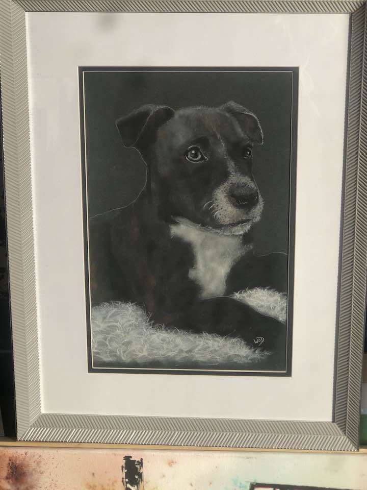 Border Collie